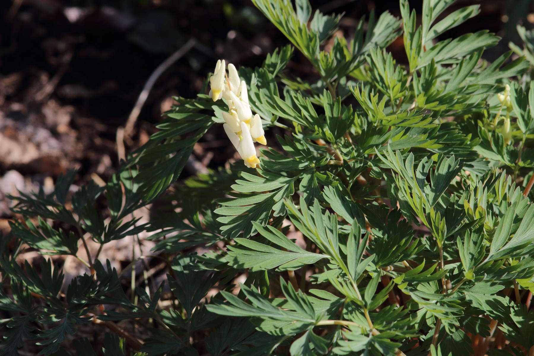 spring-ephemerals-mostly-native-shade