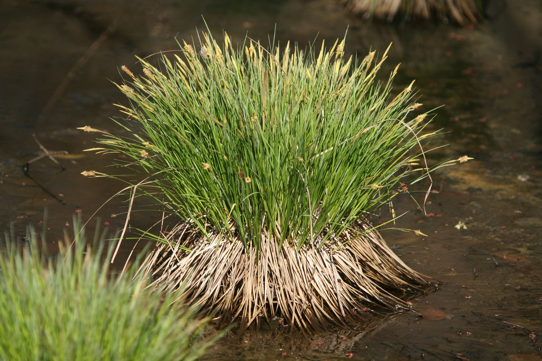 Sedges Mostly Native Shade