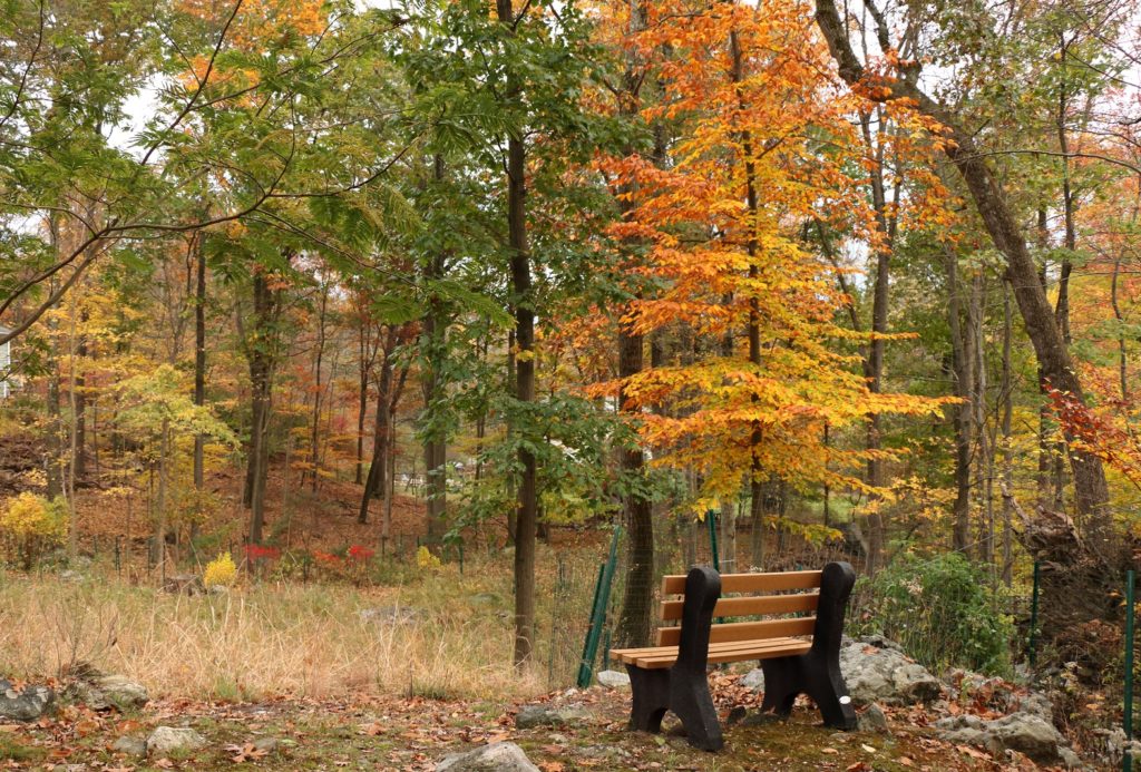 Mostly Native Shade – Gardening in Harmony with Nature in the Northeast