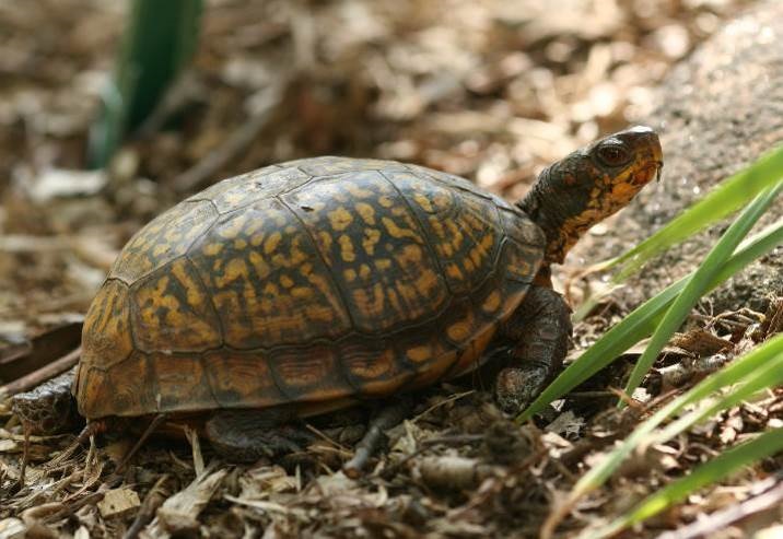 Mostly Native Shade – Gardening with Nature in the NorthEast