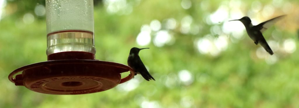 Favorite Hummingbird Plants – Mostly Native Shade