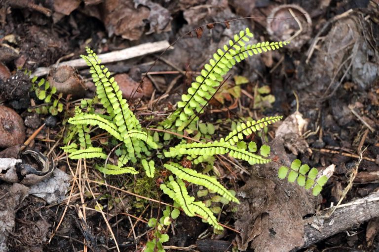 Ferns – Mostly Native Shade