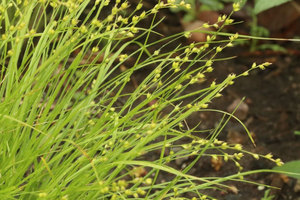 Native Sedges – Mostly Native Shade