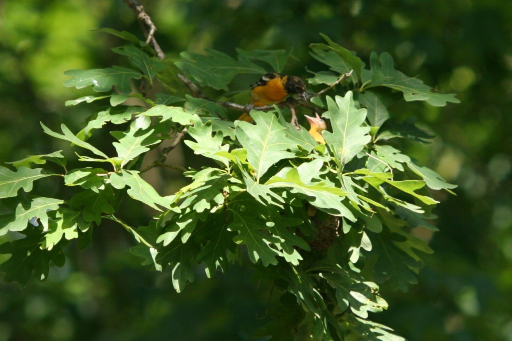 Canopy Trees – Mostly Native Shade