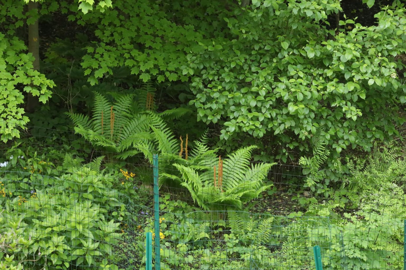 understory-trees-mostly-native-shade