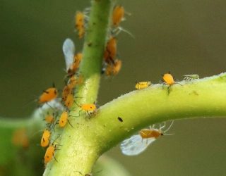 Aphids on Milkweed