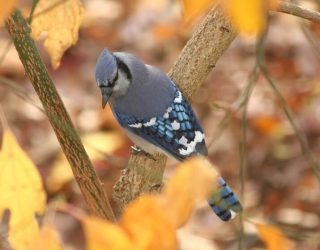 Blue Jay