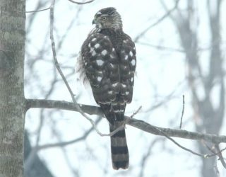 Coopers Hawk