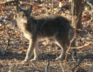 Coyote