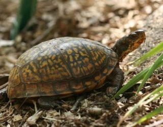 Eastern Box Turtle