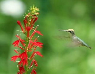 Ruby-Throated Hummingbird