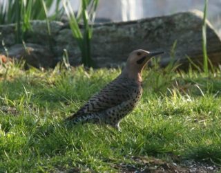 Northern Flicker