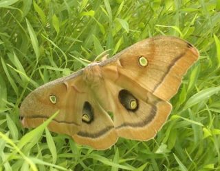 Polyphemus Moth