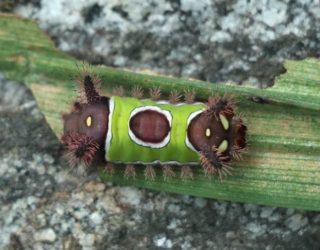 Saddleback Caterpillar