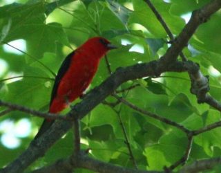 Scarlet Tanager