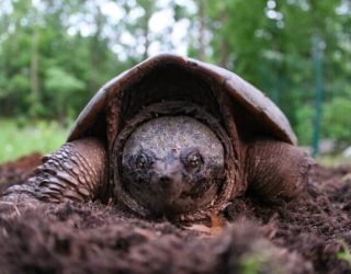 Snapping Turtle