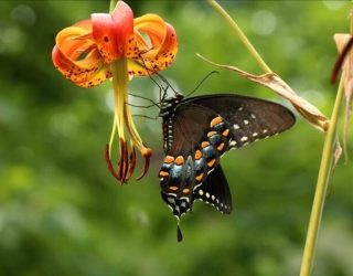Spicebush Swallowtail