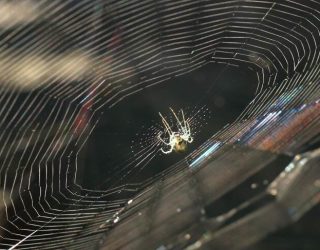 Venustra Orchid Spider