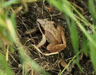 Wood Frog