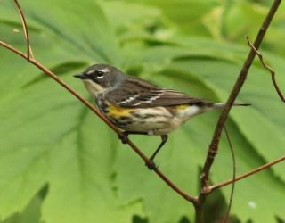 Yellow Rumped Warbler